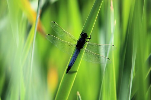 green  dragonfly  nature