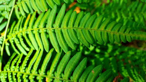 green  fern  leaves