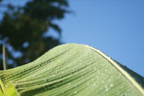 green  leaf  sol