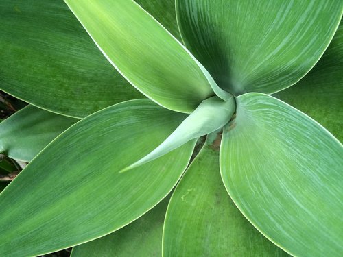green  leaf  plant