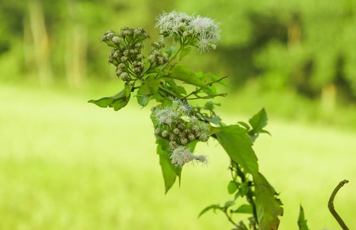 green  nature  tree