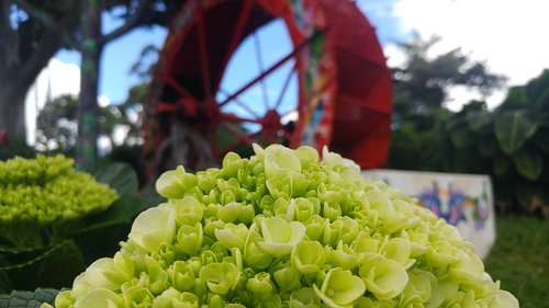 green  flowers  plant