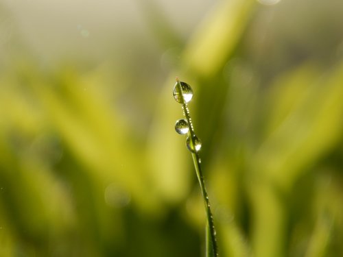 green  grass  nature