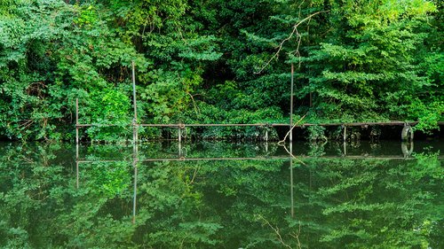 green  reflection  nature