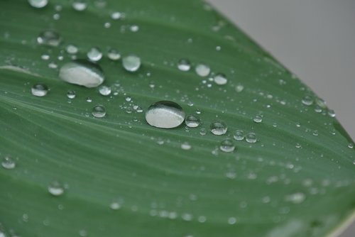 green  leaf  drop of water