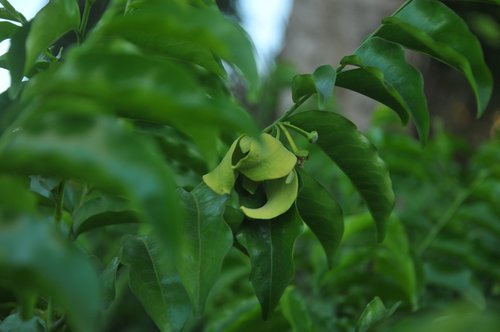 green  flower  green flower