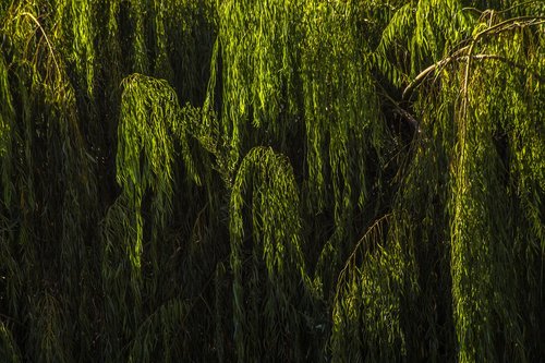 green  nature  plant