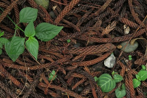 green  plant  leaf