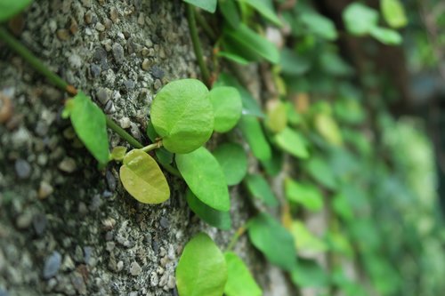 green  plant  leaf