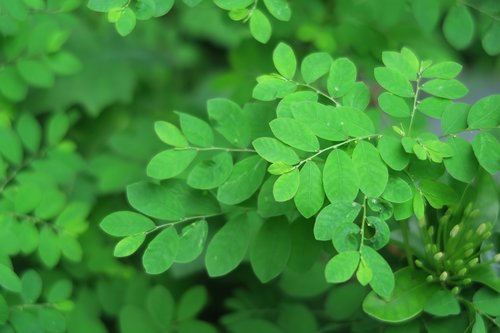 green  plant  leaf