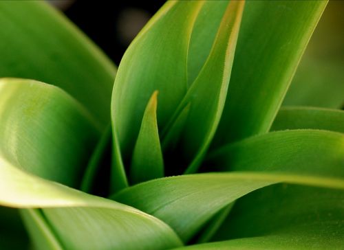 green leaves plant