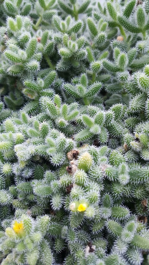 green  cactus  botany