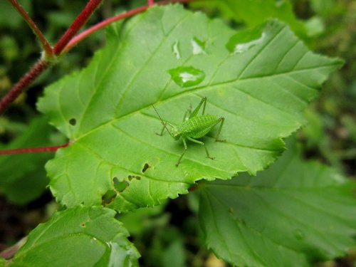 green  insect  bug