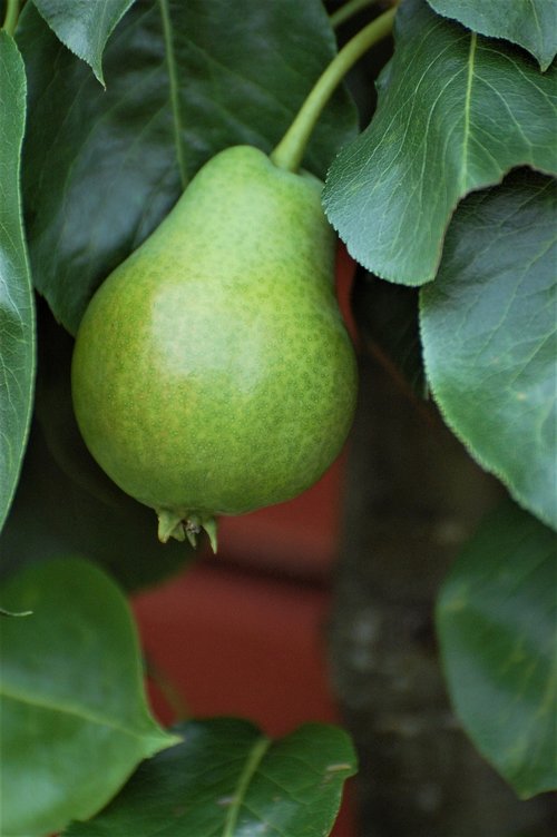 green  pear  closeup