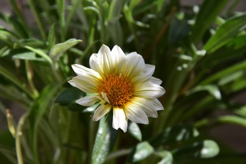 green  flower  spring