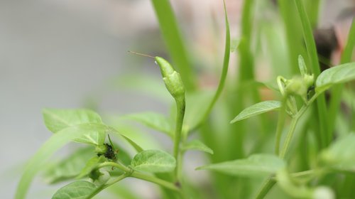 green  chilli  vegetables