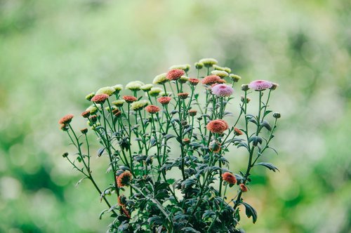 green  natural  nature