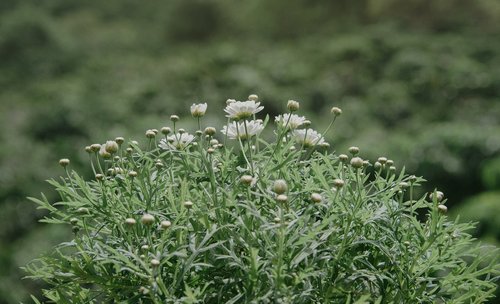 green  natural  nature