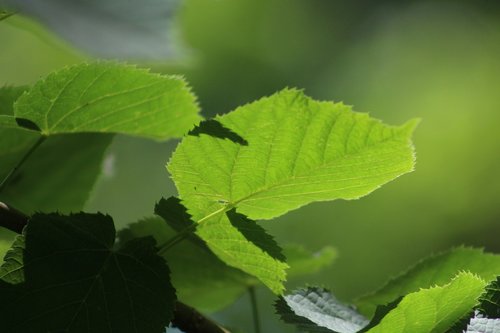 green  leaf  garden