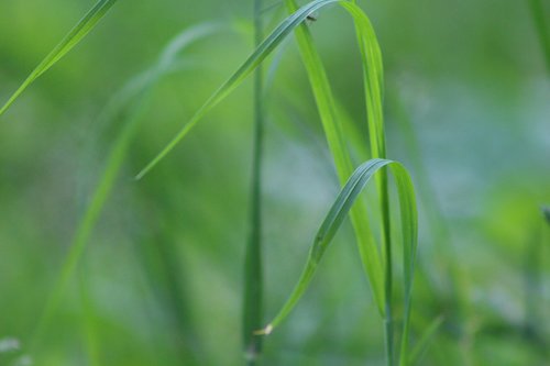 green  leaf  garden