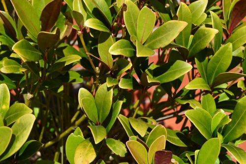 green plant nature