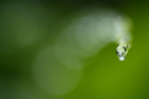 green  drip  wet
