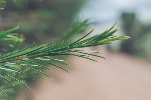 green  plant  nature