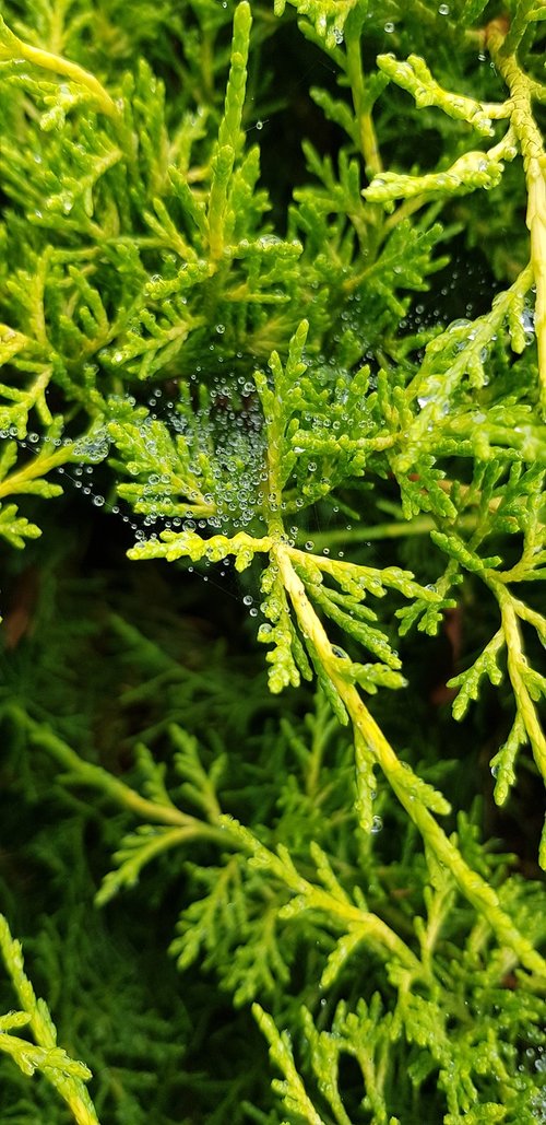 green  branches  nature