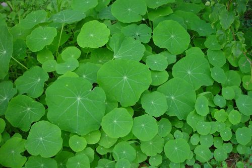 green nasturtiums leaves