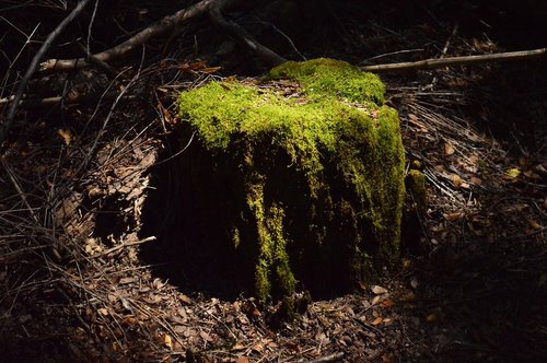 green  forest  bariloche