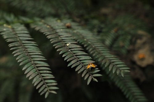 green  nature  ladybug