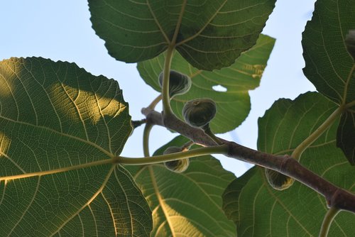 green  fig  nature