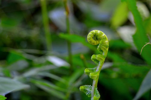 green  parasite  weeds