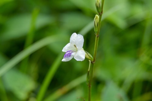 green  white  flower