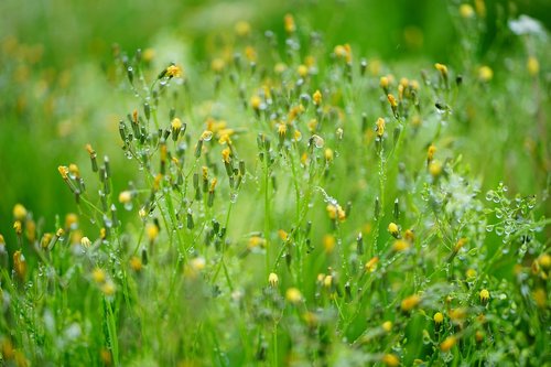 green  grass  nature