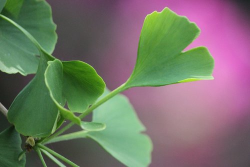 green  tree  leaf