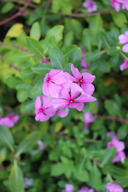 green  pink  flowers