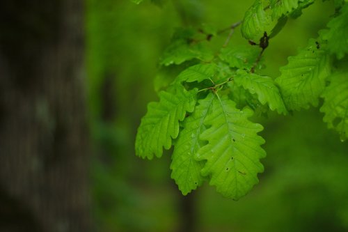 green  leaf  spring
