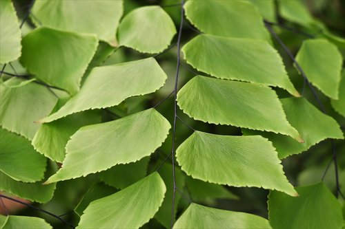 green  sheet  leaves