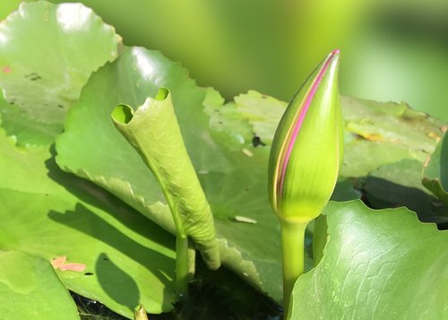 green  lotus  flower
