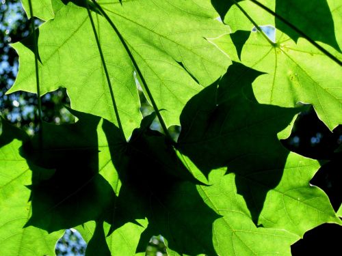 green foliage summer