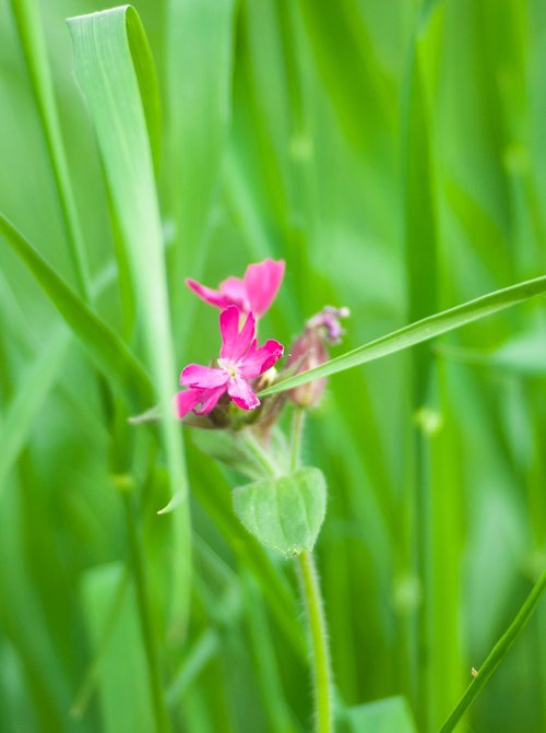 green  pink  grass