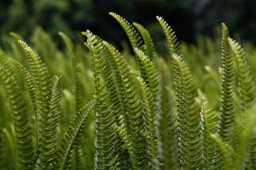 green  garden  nature