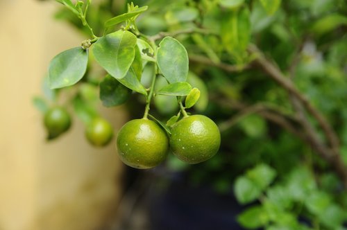 green  fruit  kumquat