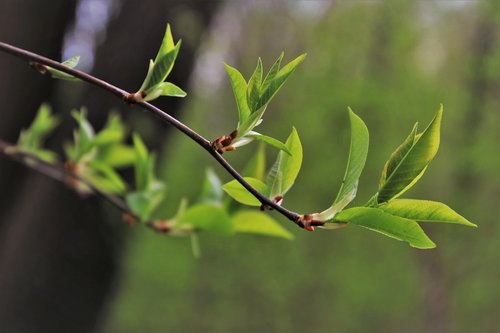 green  leaf  plant