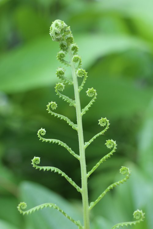 green  wetland plant  fern