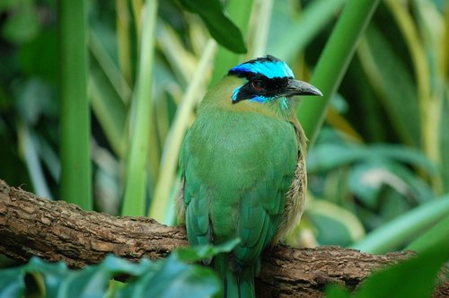 green  bird  tropical