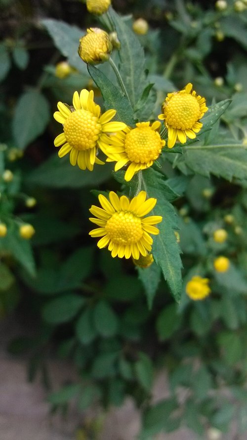 green  plant  chrysanthemum