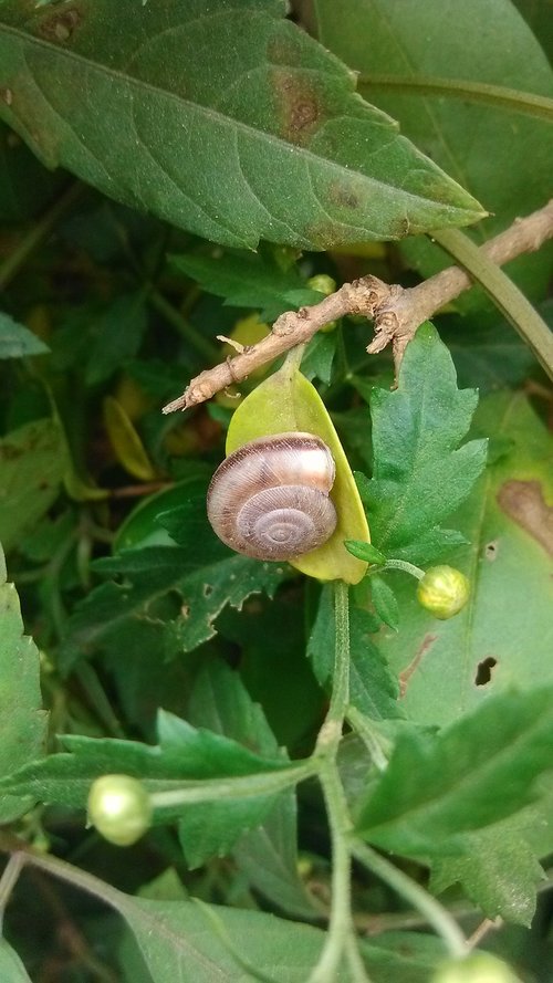 green  green leaf  snails