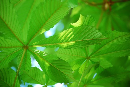 green  foliage  kastanjträd